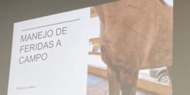 Dia do médico veterinário é comemorado na Sudamérica